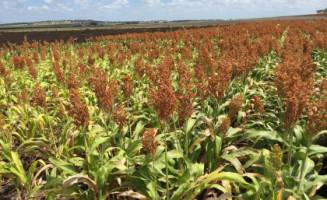 Aluminium threat to food security revealed