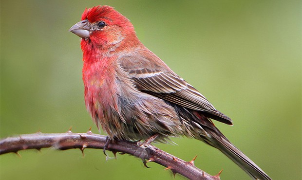 House finch nigel / Wikimedia Commons