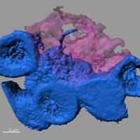 Discovery of nanotubes offers new clues about cell-to-cell communication