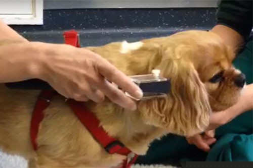 A Cavalier King Charles Spaniel undergoing the von Frey test
                  