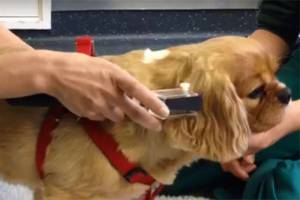 Dogs needed for study to investigate neck pain