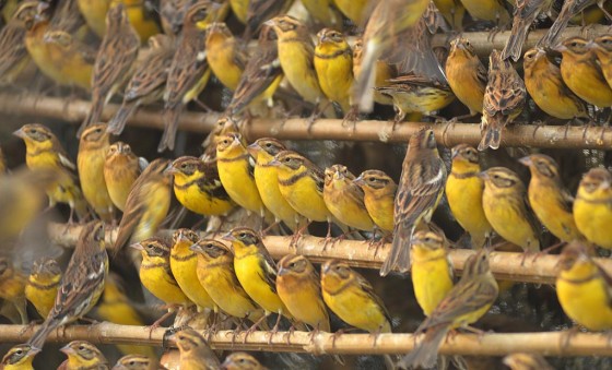 Illegally caught yellow-breasted buntings in China 
		 &copy; Huang Qiusheng