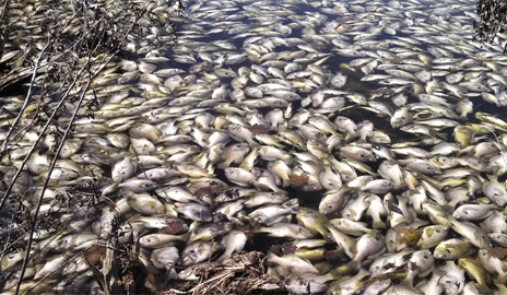 Large numbers of dead sunfish and largemouth bass in April 2014 following a seve