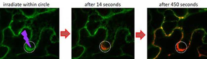 New discovery sheds light on research tool