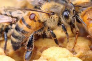 Scientists determine how to control parasite without harming bees