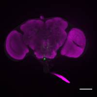 Sleepy Fruitflies Get Mellow: Sleep Deprivation Reduces Aggression, Mating Behavior in Flies, Penn Study Finds