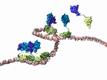 � Camille Sayou et al.,  Nature Communications .  The LEAFY protein assembling i