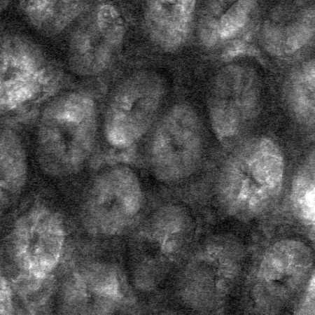 Image of the gut surface taken using brightfield microscopy. The circular featur