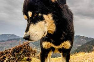 Dogs were domesticated not once, but twice... in different parts of the world