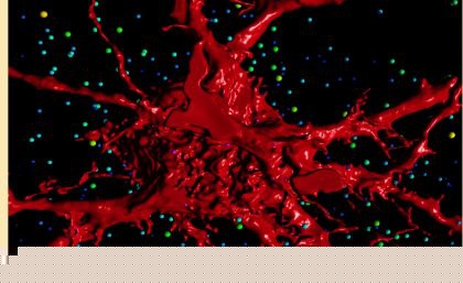 A 3D rendering of the motor neurons that control breathing