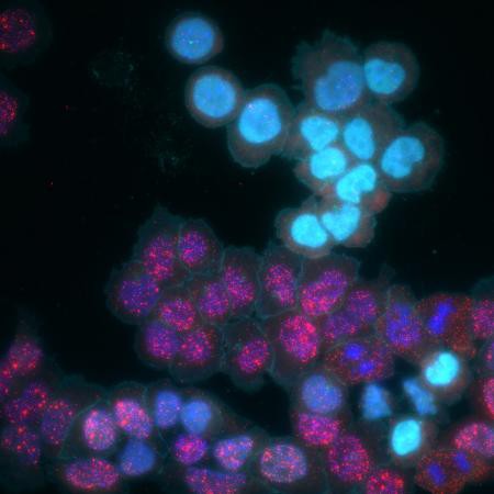 MEMOIR enables the histories of cells to be recorded in their genomes and then r