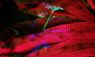 How a Developmental Gene Controls Feeding Behaviour