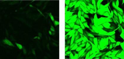 If cells run out of oxygen, they start to shine green