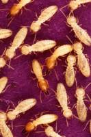 Invasive insects: an underestimated cost to the world economy