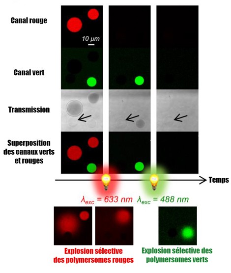 � Peyret et al. 2016.  Confocal microscope observations of three types of vesicl