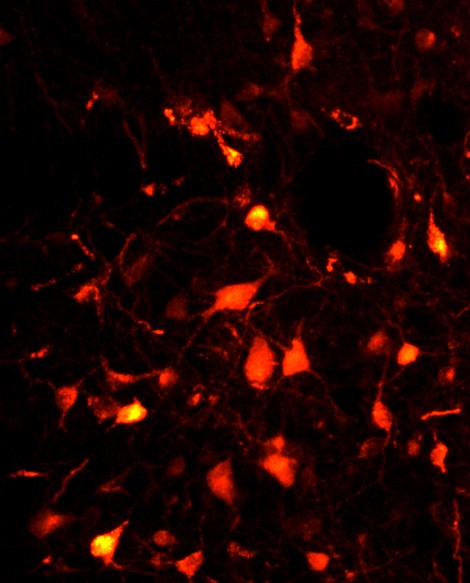 � Sara Valencia Garcia / Patrice Fort, CNRS  The glutamate neurons of the sublat