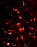 Neurons paralyze us during REM sleep