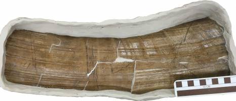 New evidence that humans settled in southeastern US far earlier than previously believed