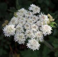 Research exposes secret cocktail of toxic pesticides in hedgerows and wildflowers