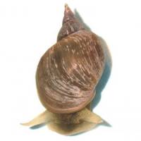 Snails reveal how two brain cells can hold the key to decision making