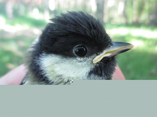 Great tis living in an urban environment are at greater risk of dying young than