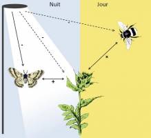 A new threat to pollination : the dark side of artificial light
