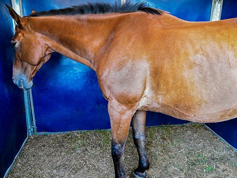 � Martine Hausberger  Horse exhibiting depressive-like behavior 
The horse is �