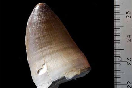 Tooth of Prognathodon sp., a mosasaur found in the Phosphates of Morocco. �Phili