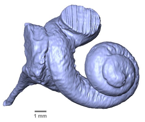 � M.J. Orliac  Digital cochlear cast, ventral view, for Carolinacetus sp. (speci