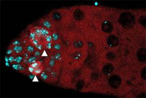 Cell death by necrosis is not an accidental process