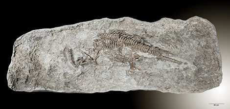 � Georg Oleschinski  Fossil Rhaeticosaurus mertensi plesiosaur, discovered in We