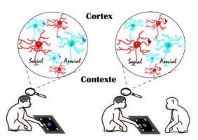 From context to cortex: Discovering social neurons