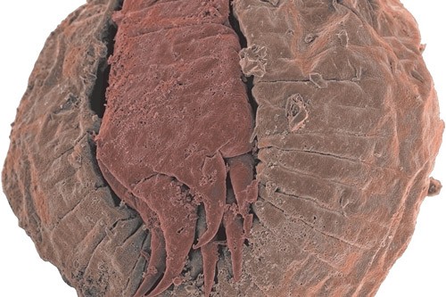 Detail from an embryo of the scalidophoran Markuelia from the Middle Cambrian of
