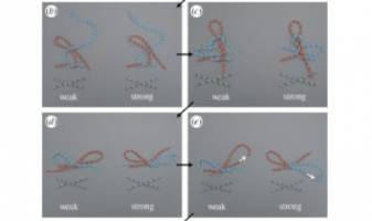 Shoe-string theory: Science shows why shoelaces come untied