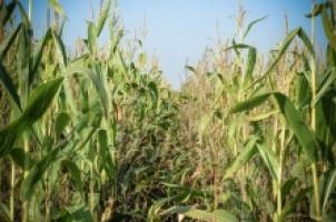 The genetics behind being Not Like Daddy