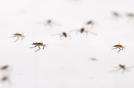 � Abderrahman Khila, IGFL (CNRS / ENS de Lyon / Claude Bernard Lyon 1 University