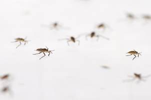 Water striders illustrate evolutionary processes