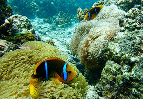 � Suzanne C. Mills  Clownfish and anemones in the reefs around Moorea Island. 
