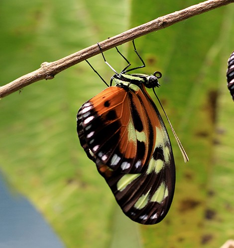 � Mathieu Chouteau   Heliconius numata silvana. This variety probably looks like
