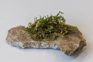 A type of moss could prove to be more medically effective than hemp