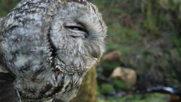 Are our wild animals growing old gracefully?