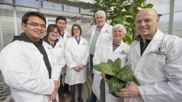 Blue-green algae promises to help boost food crop yields