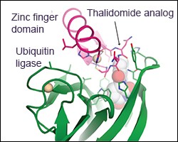 Thalidomide analogs recruit zinc finger domains of transcription factors to the 
