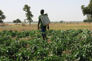 Confirming the risks of pesticide use in Burkina Faso