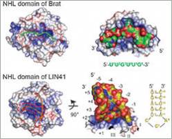 Cracking the RNA-binding code of a cell fate regulator