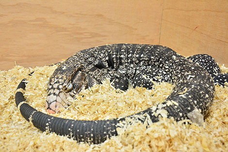 � Paul-Antoine Libourel  Argentine tegu ( Salvator merianae ).