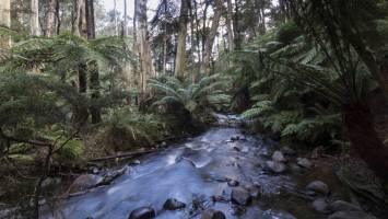 Dramatic vegetation changes in the past hint at dire future