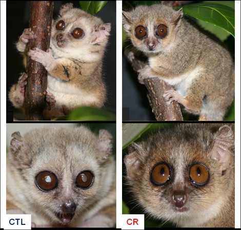 � CNRS/MNHN   Example of two 9-year-old mouse lemurs in the Restrikal cohort.  