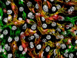 Elusive stem cells could help repair blood vessels