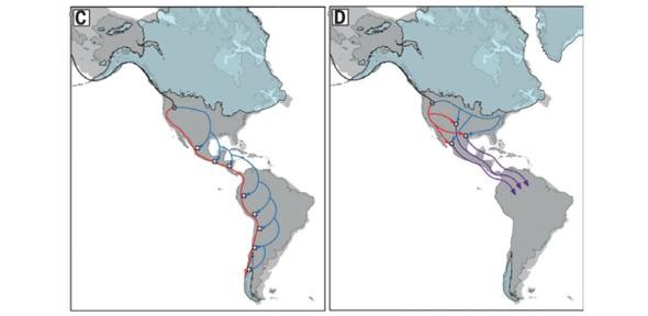 Two of the four possible combinations of ancient admixture highlighted by the re